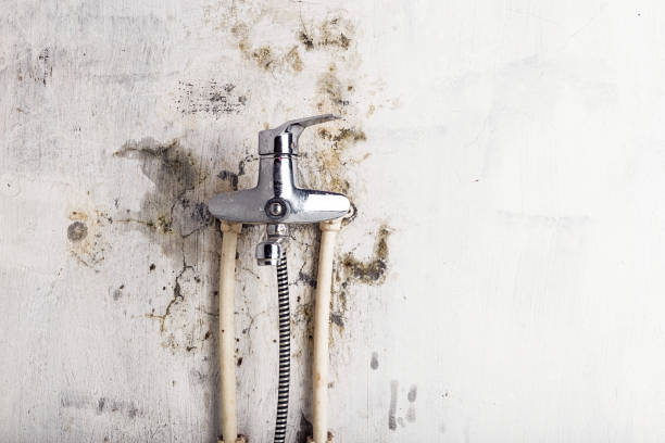 Best Kitchen Mold Remediation in Calcutta, OH