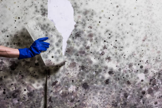 Best Attic Mold Remediation in Calcutta, OH