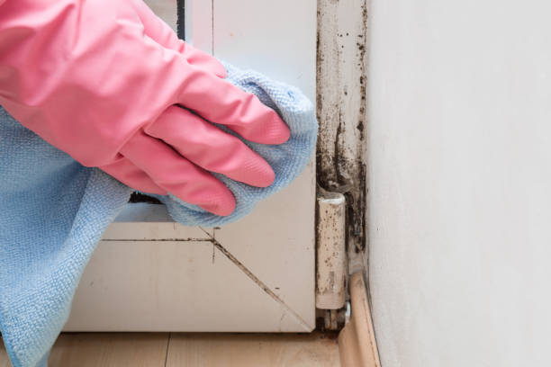 Best HVAC Mold Remediation in Calcutta, OH
